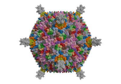 Biological assembly of a structure