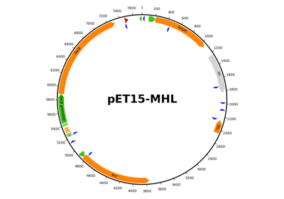 Plasmid map of a pET15 vector