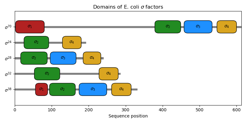 Domains of E. coli $\sigma$ factors